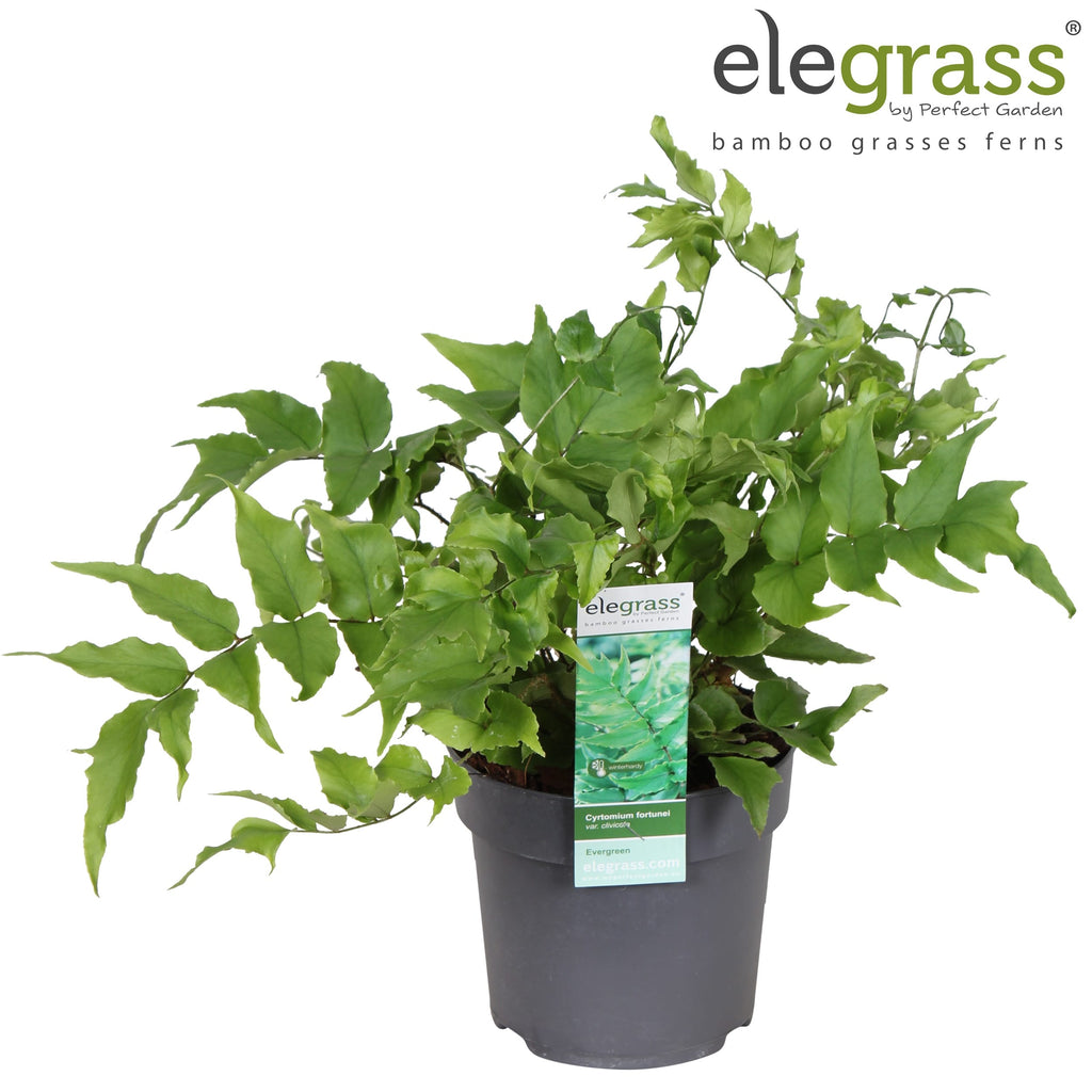 Cyrtomium fortunei var. 'Clivicola'