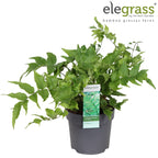 Cyrtomium fortunei var. 'Clivicola'