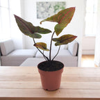 Cyrtosperma johnstonii (Alocasia Black Jack)