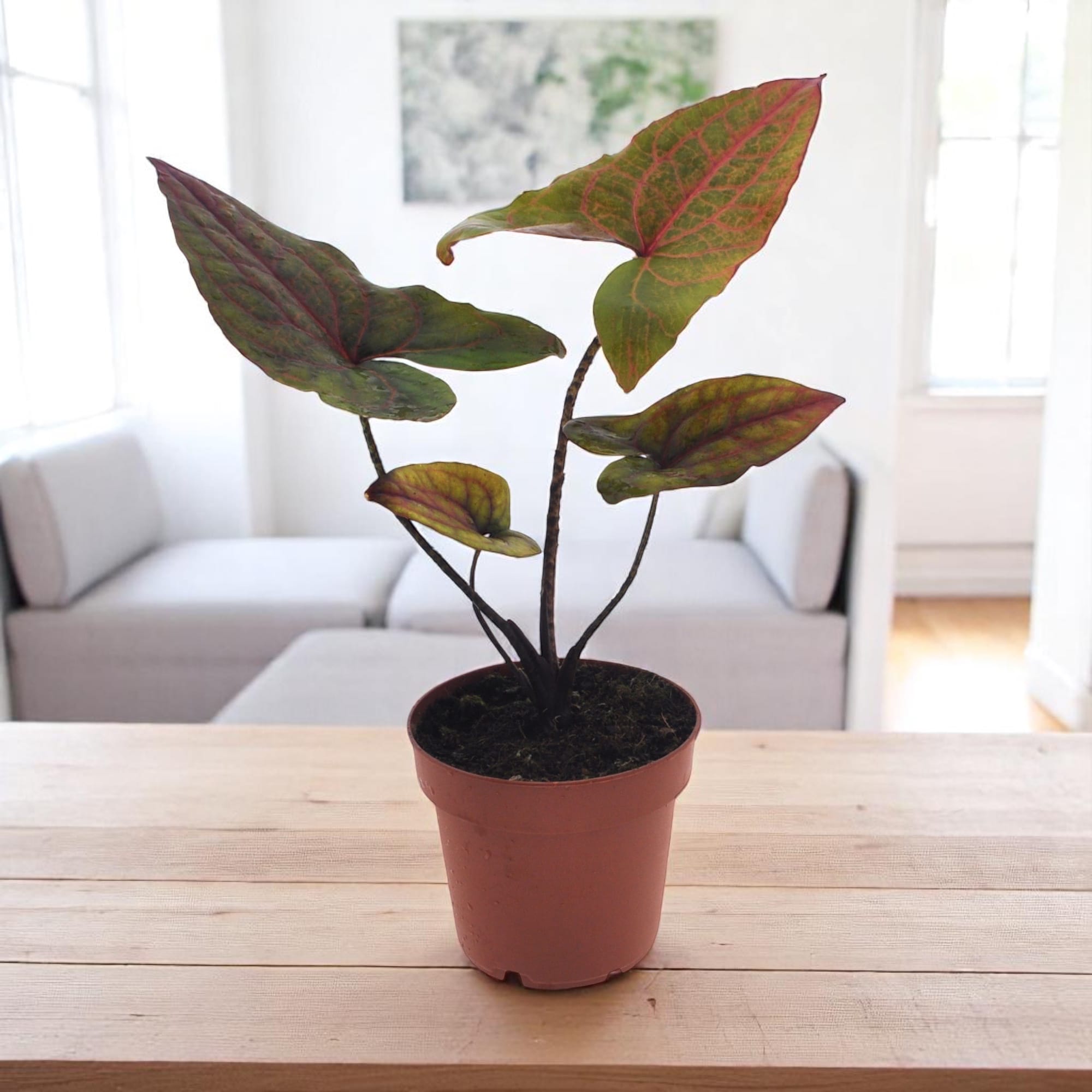 Cyrtosperma johnstonii (Alocasia Black Jack)