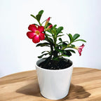 Adenium obesum ‘Anouk’ – Le rosier du désert aux fleurs spectaculaires