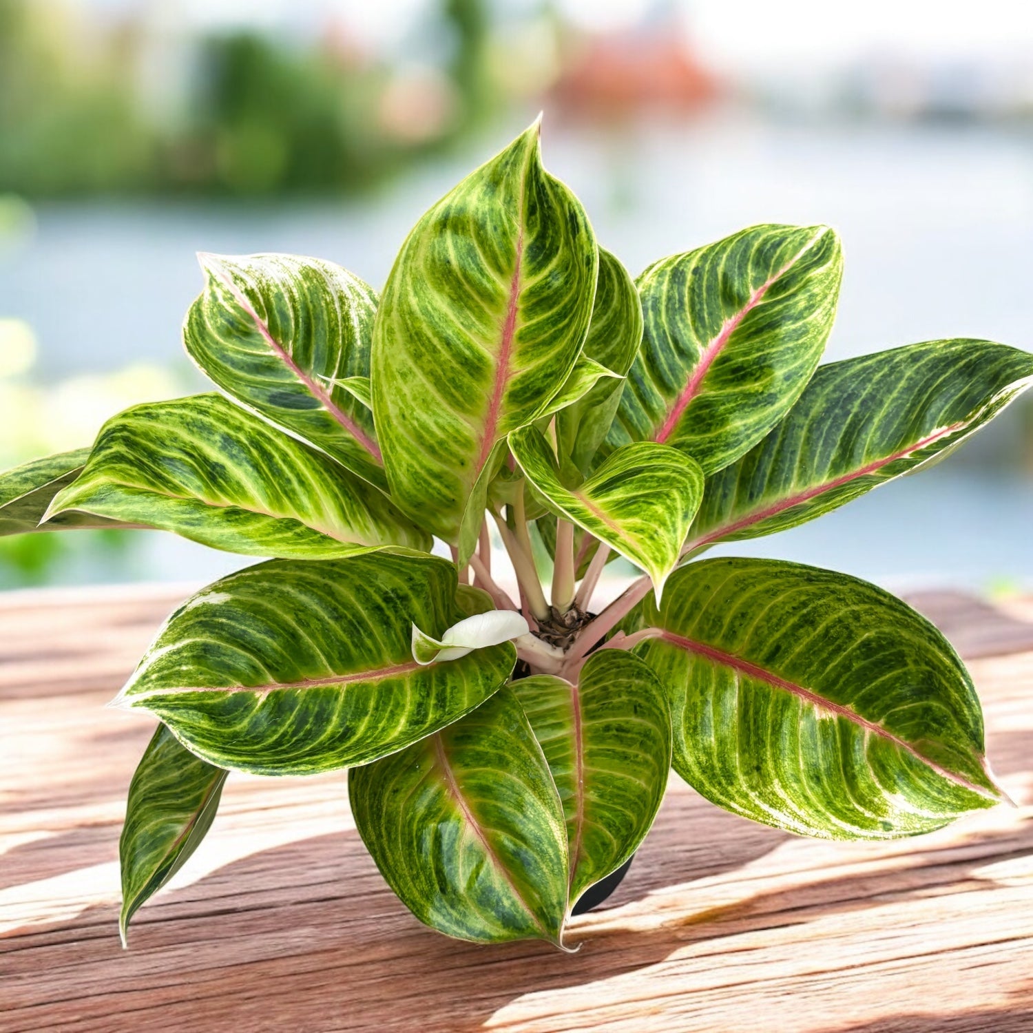 Aglaonema 'Rose Parakeet' - exemplare XL