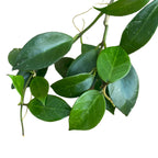 Hoya obscura - exemplare dezvoltate