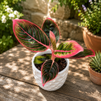 Aglaonema 'Red Lip' – aglaonema élénkpiros erezettel és szegéllyel