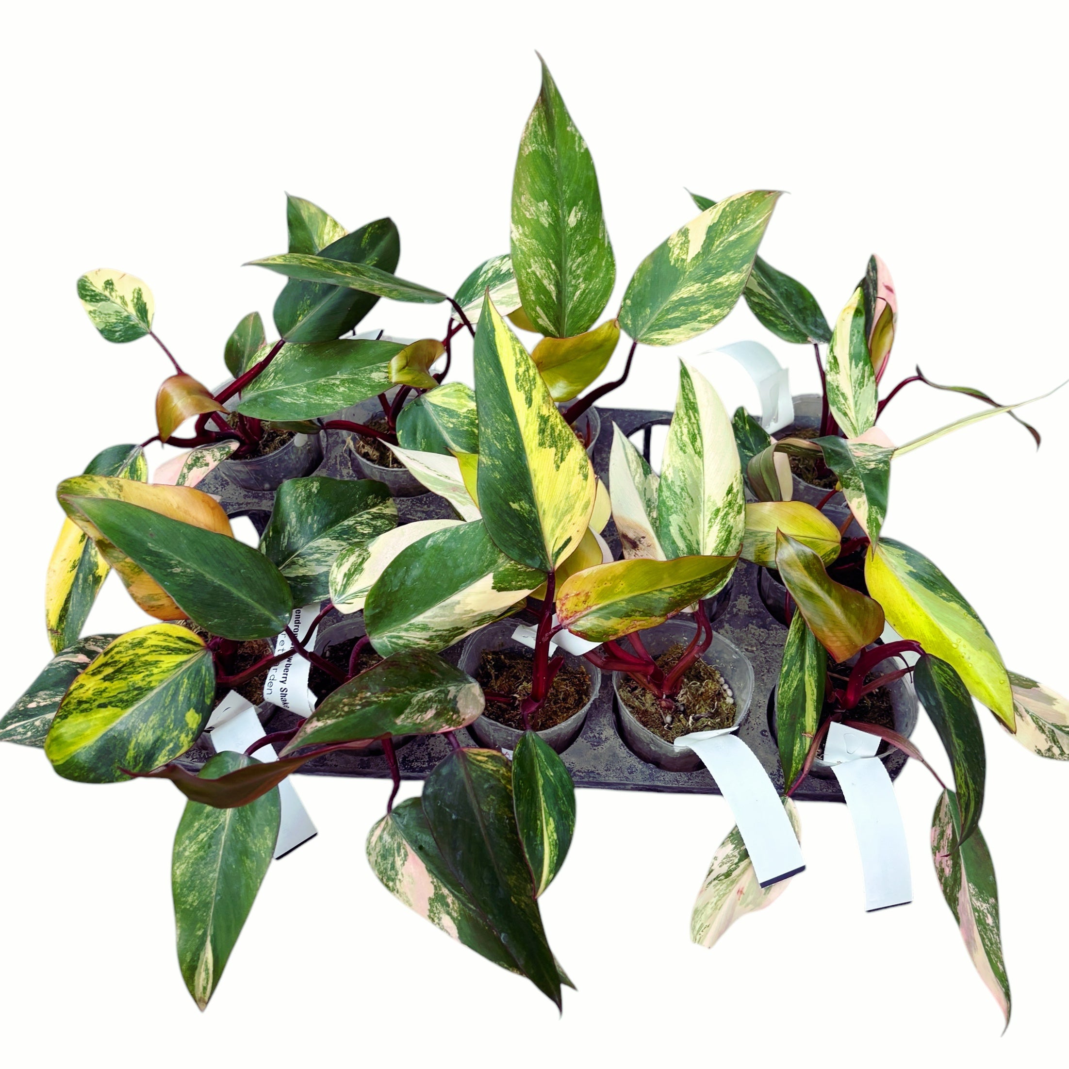 Philodendron Strawberry Shake