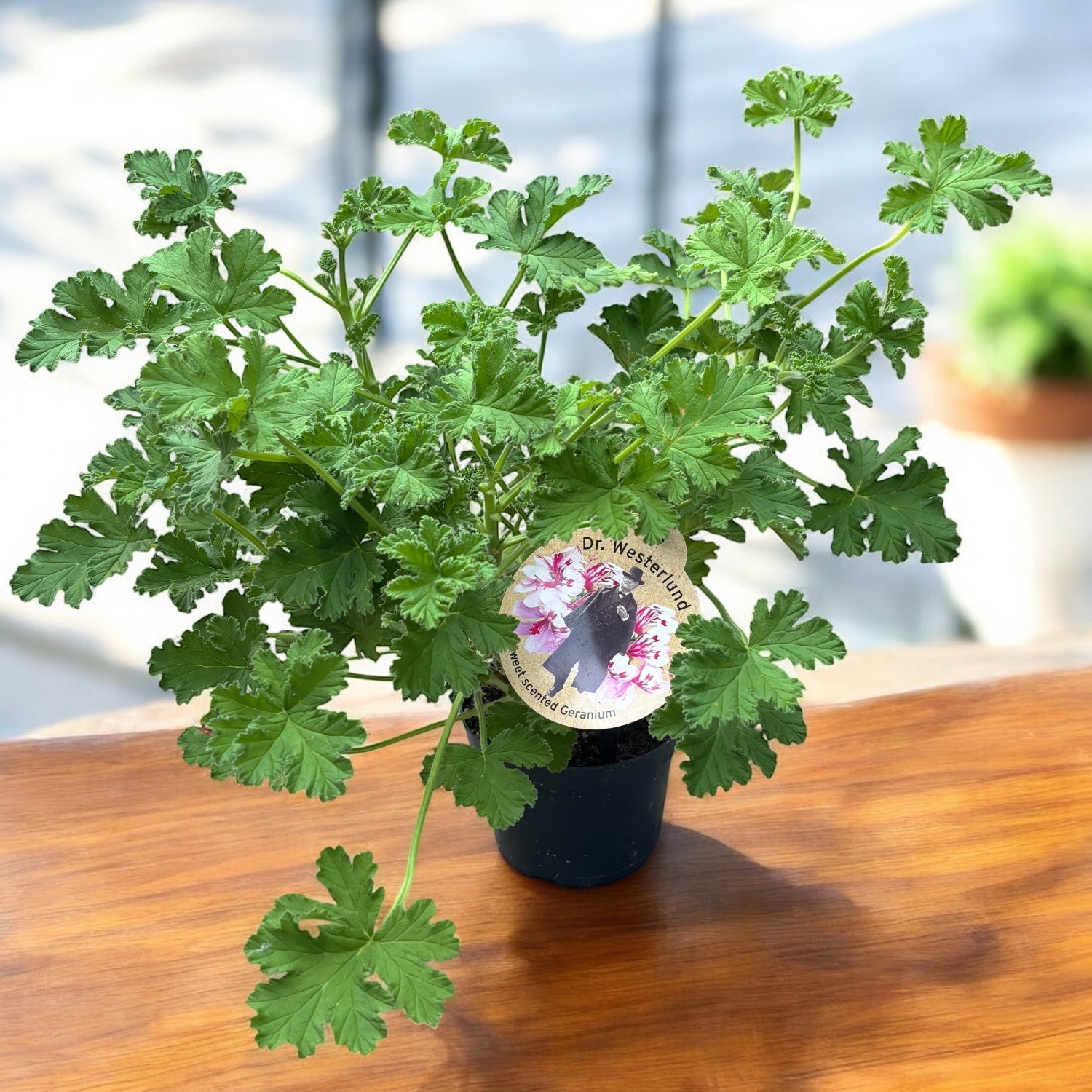Muscate cu frunze parfumate - Pelargonium graveolens 'Dr. Westerlund' (parfum de lamaie si trandafiri)