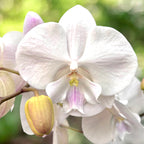 Phalaenopsis Manta Mindoro nagy ajkú