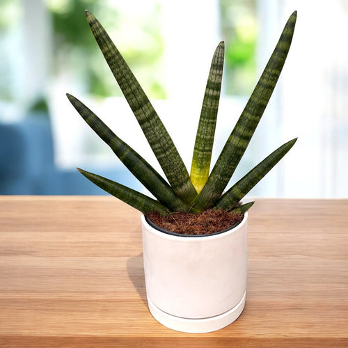 Sansevieria cylindrica 'Handshake' (Schlangenpflanze) – Secret Garden Plant  Shop