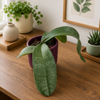 Phalaenopsis Philishill (Phal. philippinensis × schilleriana) – Fragrant