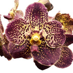 Vanda Mahony (Ansu)