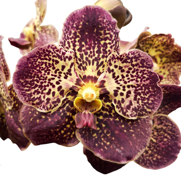 Vanda Mahony (Ansu)