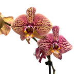 Phalaenopsis 'Limited #95’