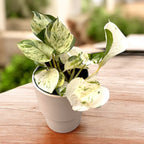 Epipremnum aureum ‘Manjula’ (Feuille Heureuse) 3-4 plantes/pot