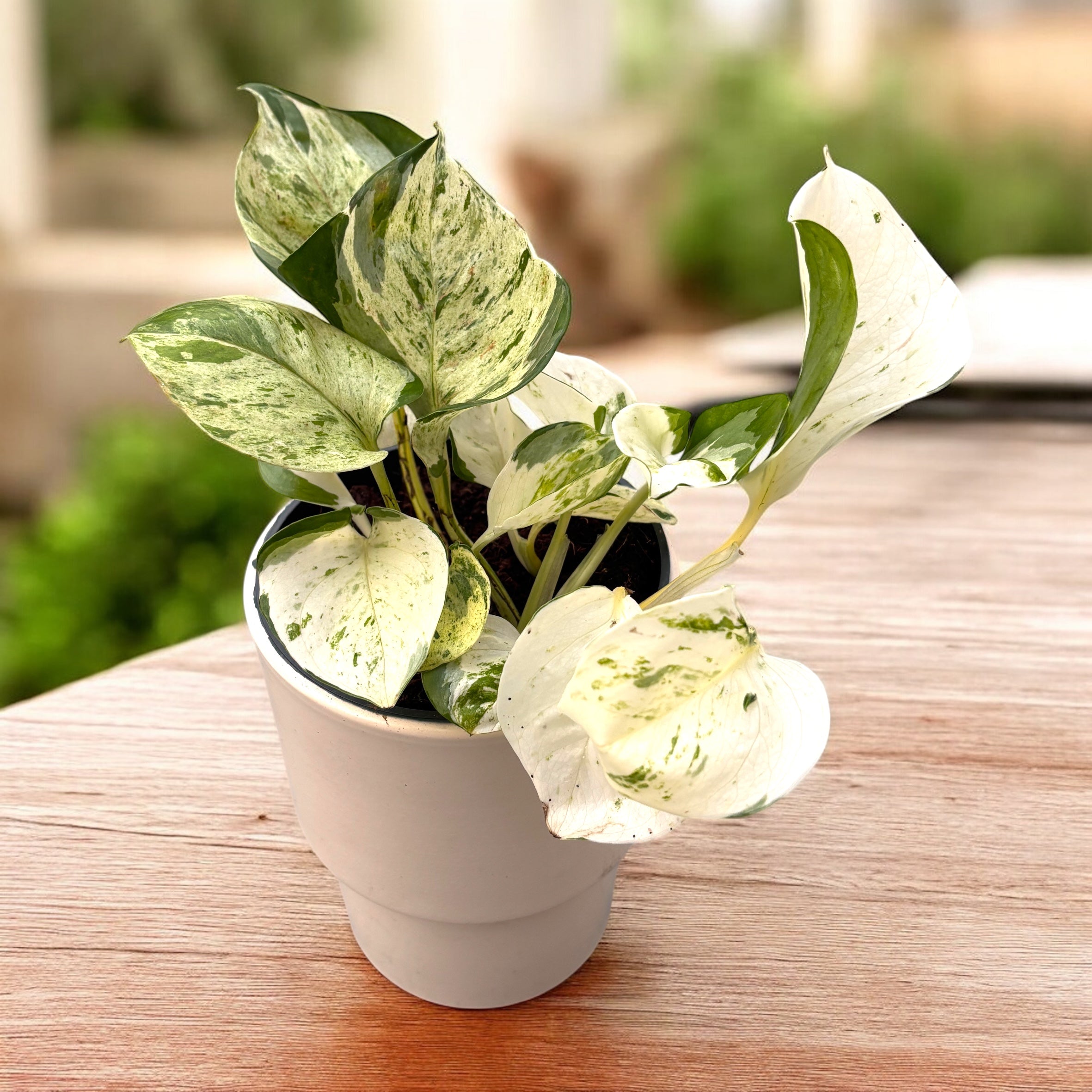 Epipremnum aureum ‘Manjula’ (Szczęśliwy Liść) 3-4 rośliny/doniczka