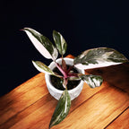 Philodendron 'Red Anderson' (bab növény)