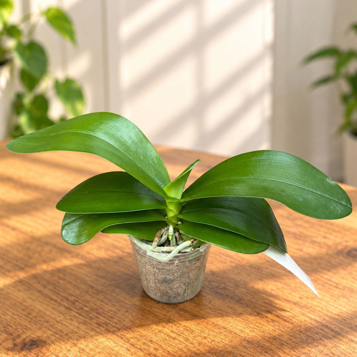 Phalaenopsis Charm Kitty (KS Pulchebell × violacea indigo)