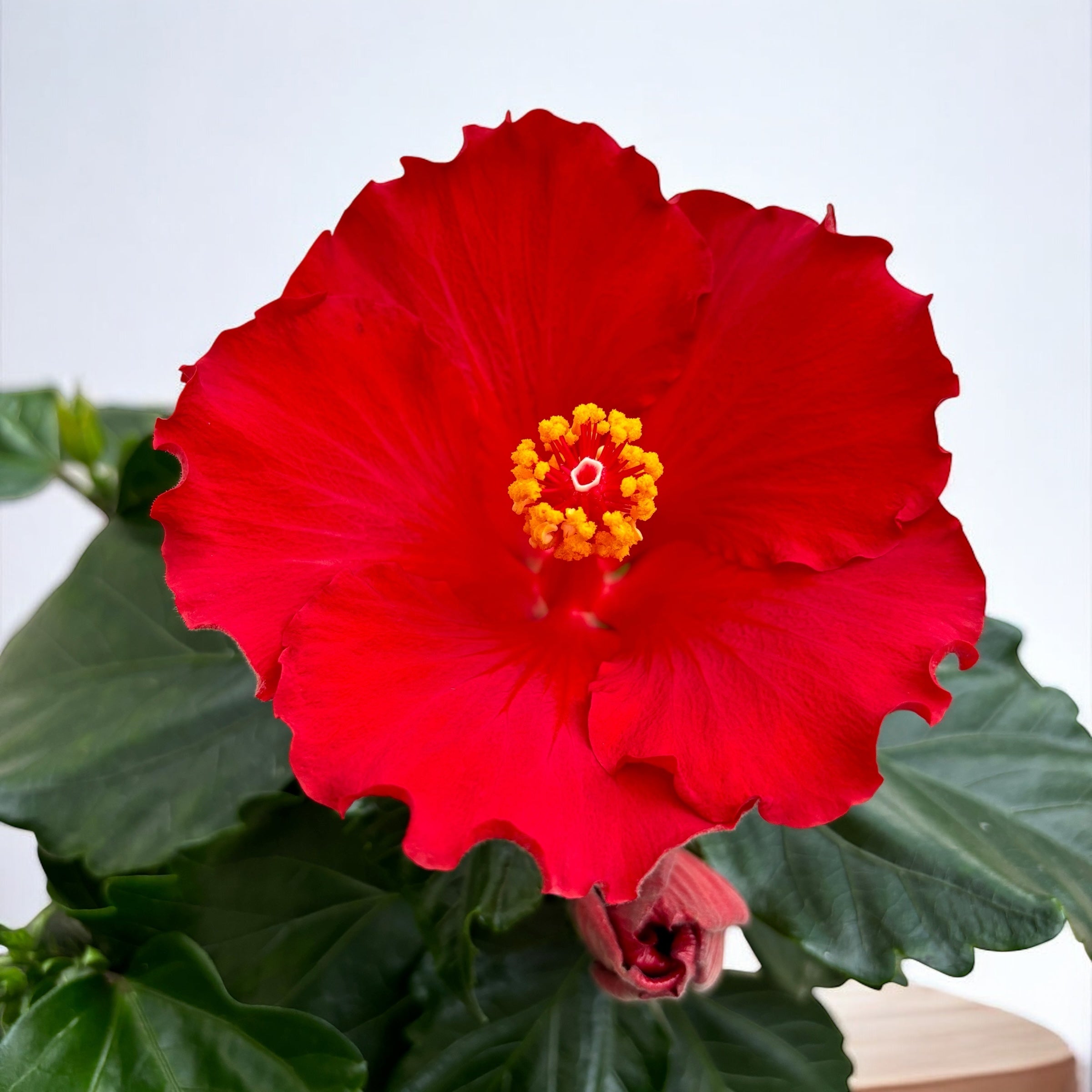 Hibiscus rosa-sinensis 'Eos’ (trandafiri japonezi)