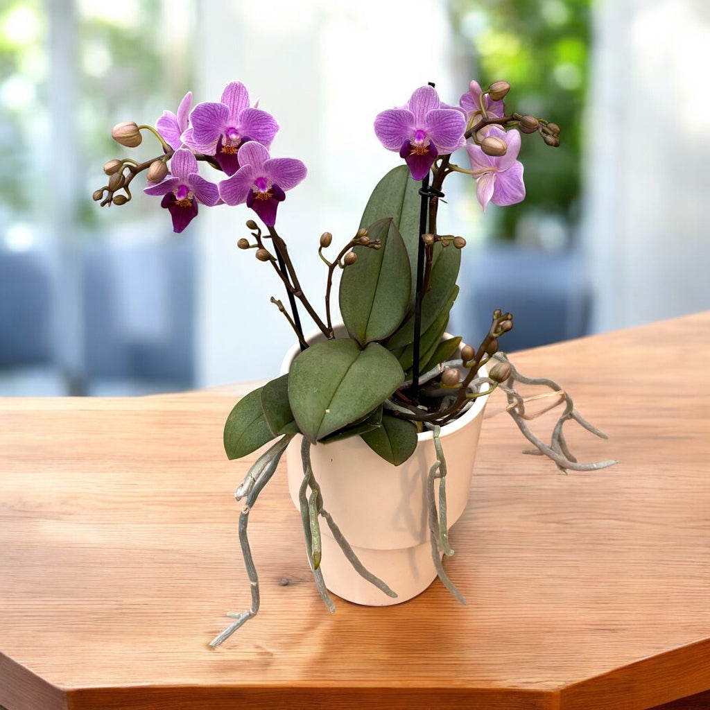 Phalaenopsis Younghome Purple Baby ‘07131’