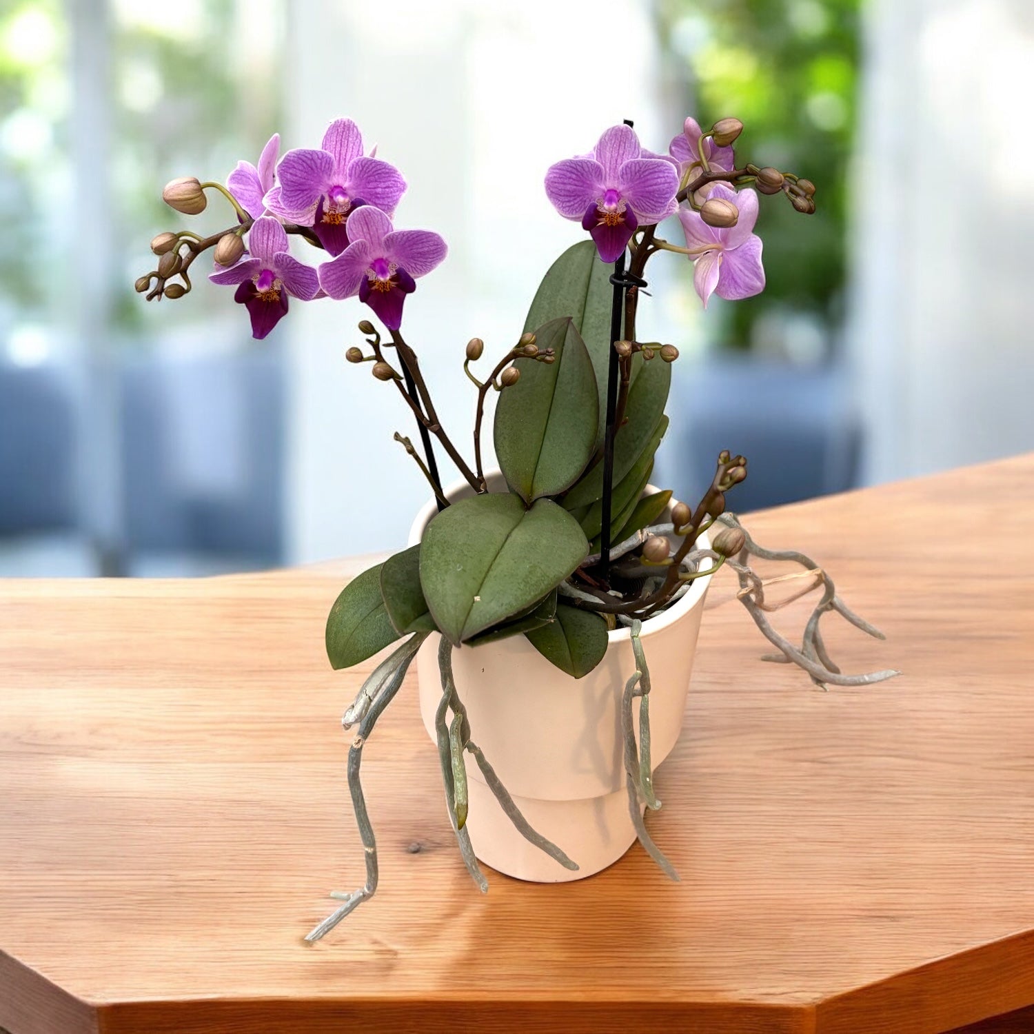 Phalaenopsis Younghome Purple Baby ‘07131’