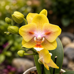 Phalaenopsis Yaphon Green Batman '417' (peloric)