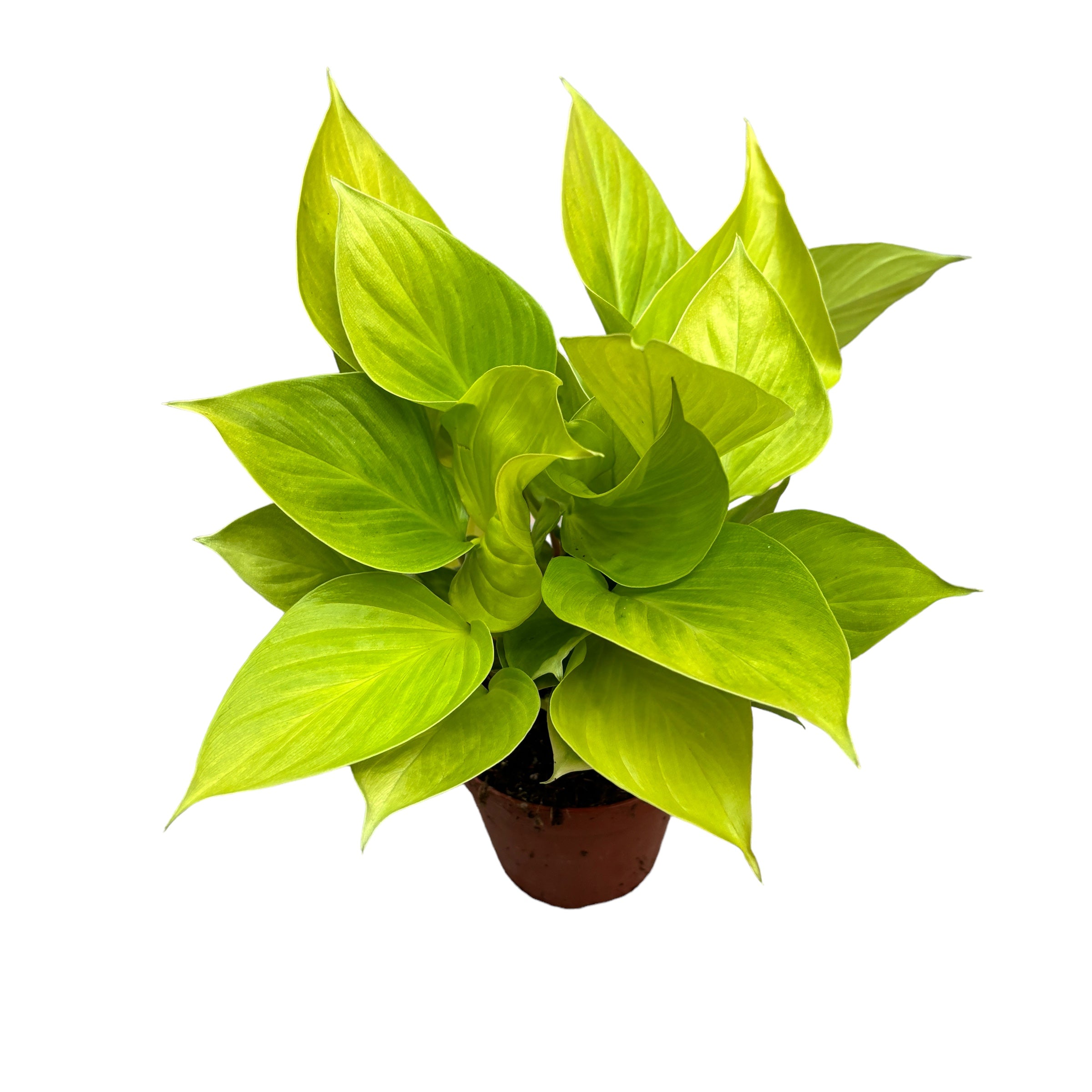 Homalomena rubescens 'Lemon Lime' (Queen of hearts) D12