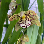 Cymbidium Magic Chocolate
