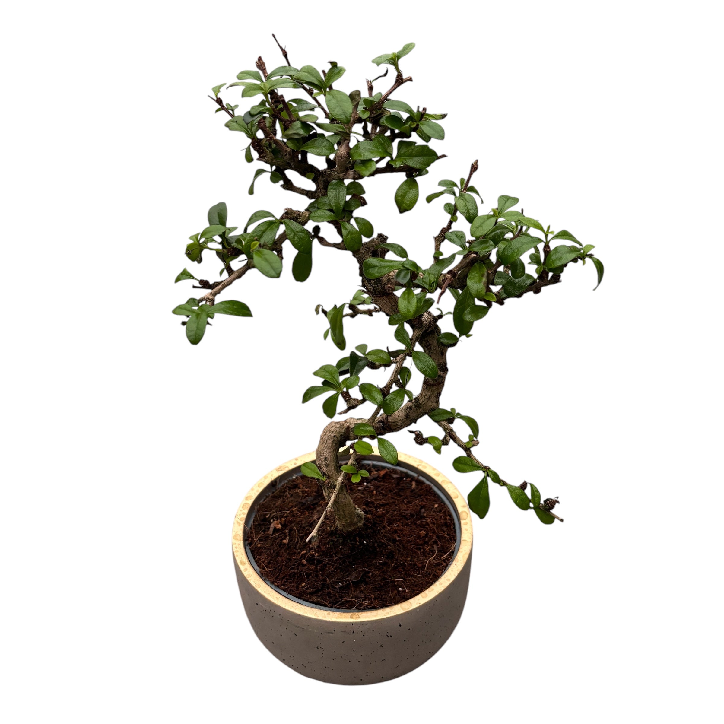 Bonsai Carmona forma S