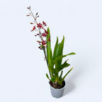 Oncidium Sharry Baby Sweet Chocolate Fragrance (intensely scented flowers)