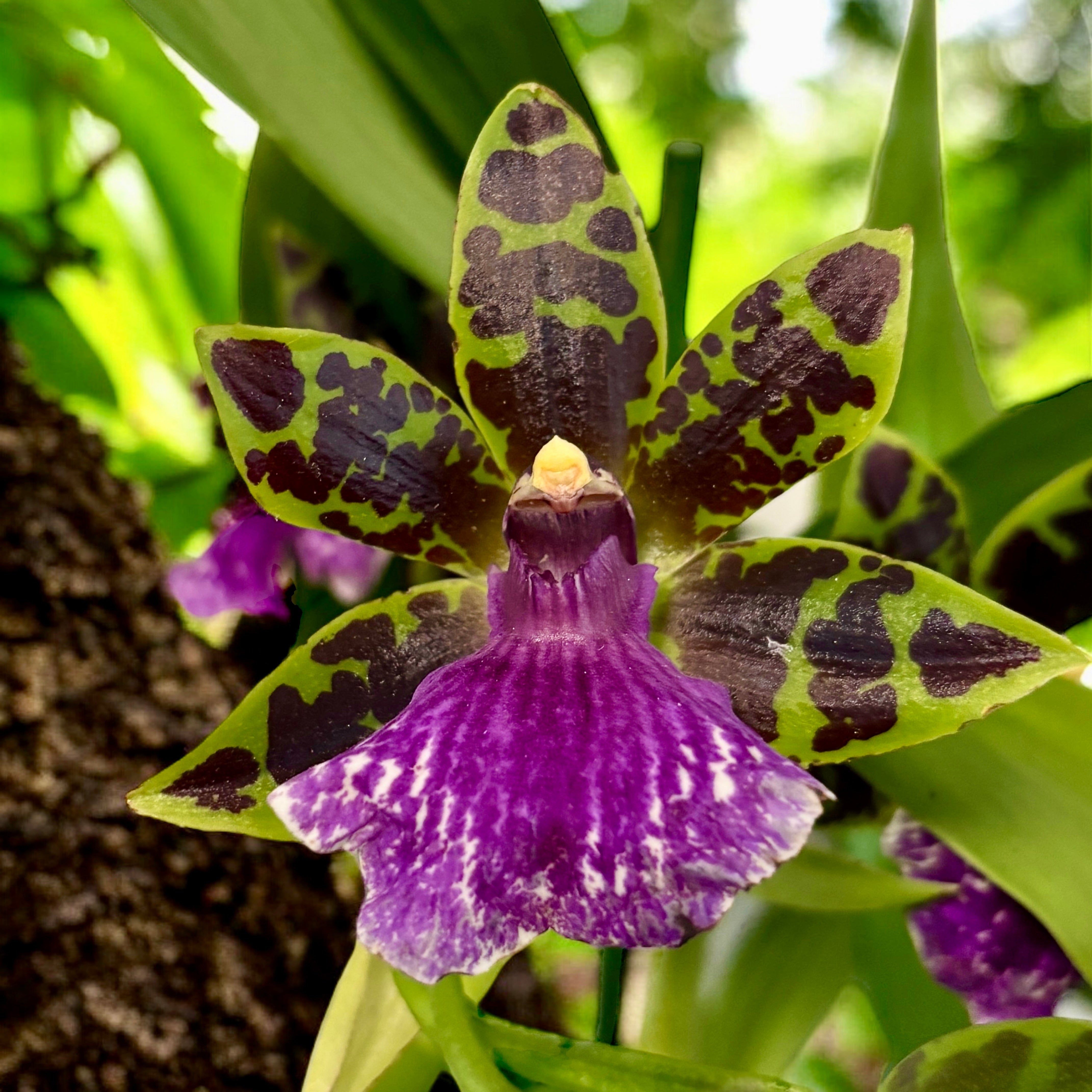 Zygopetalum Jumpin Jack - flori intens parfumate – Secret Garden