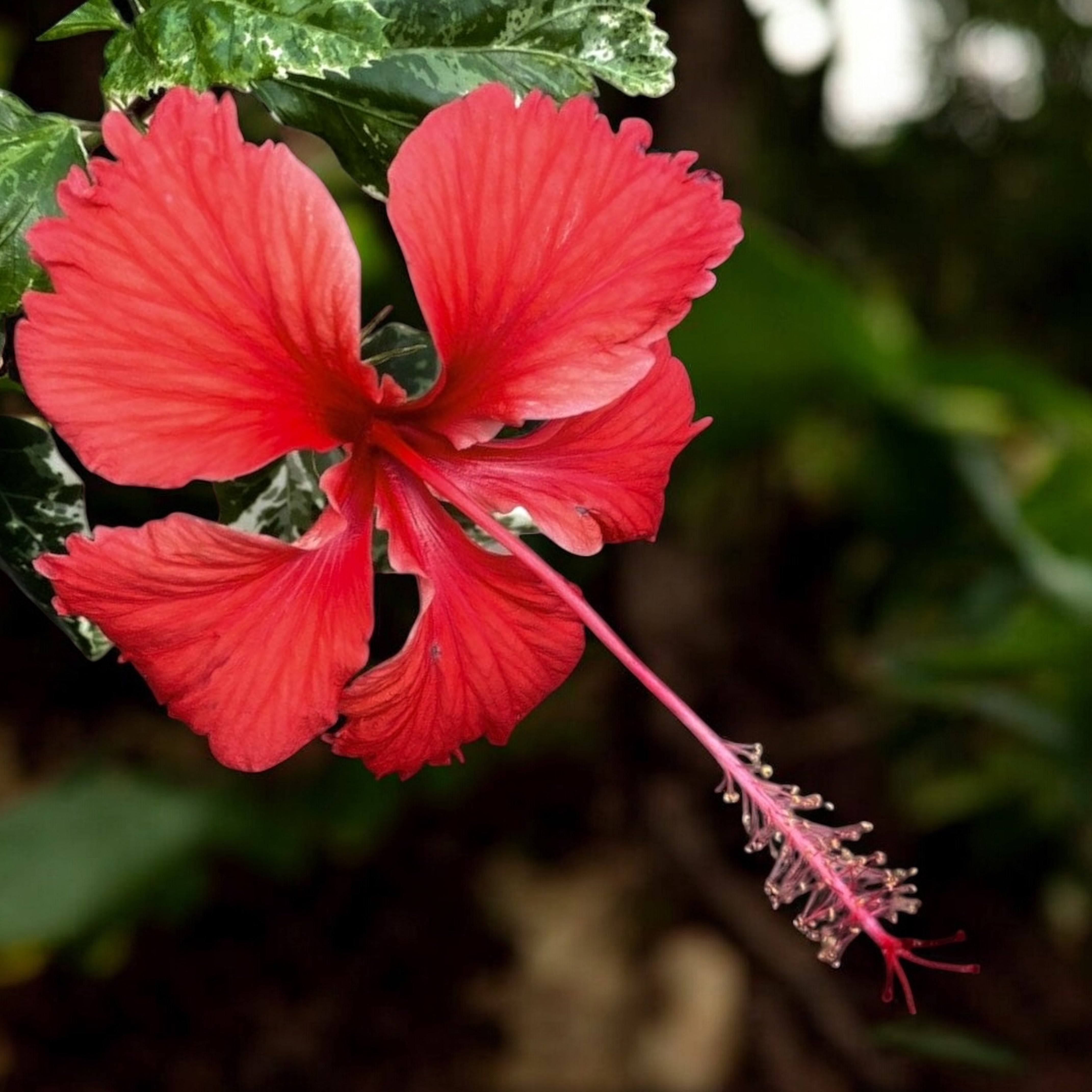 Hibiscus variegat rosa-sinensis var. cooperi 'Snowflake', 'Snow