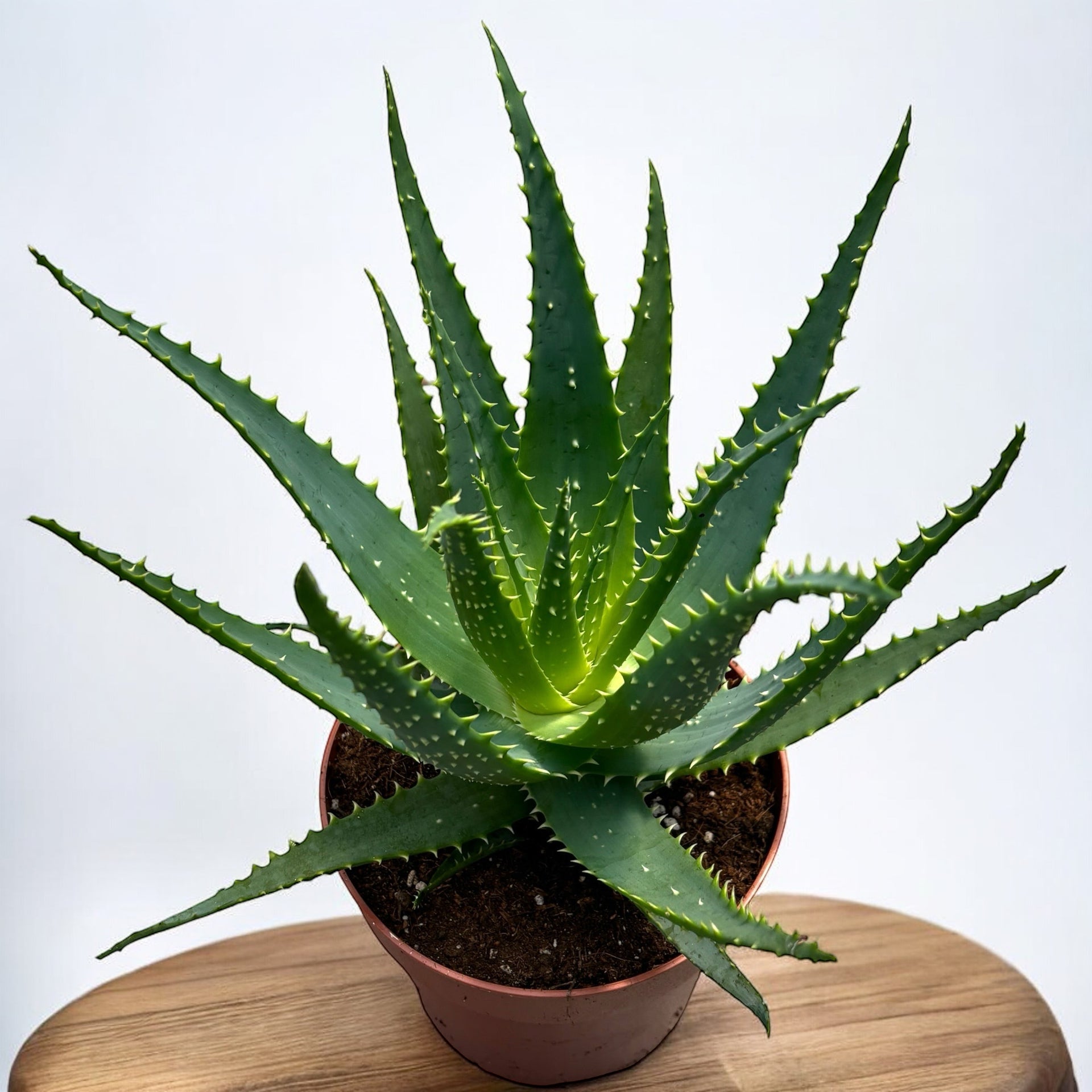 Aloe arborescens D17 – Secret Garden Plant Shop
