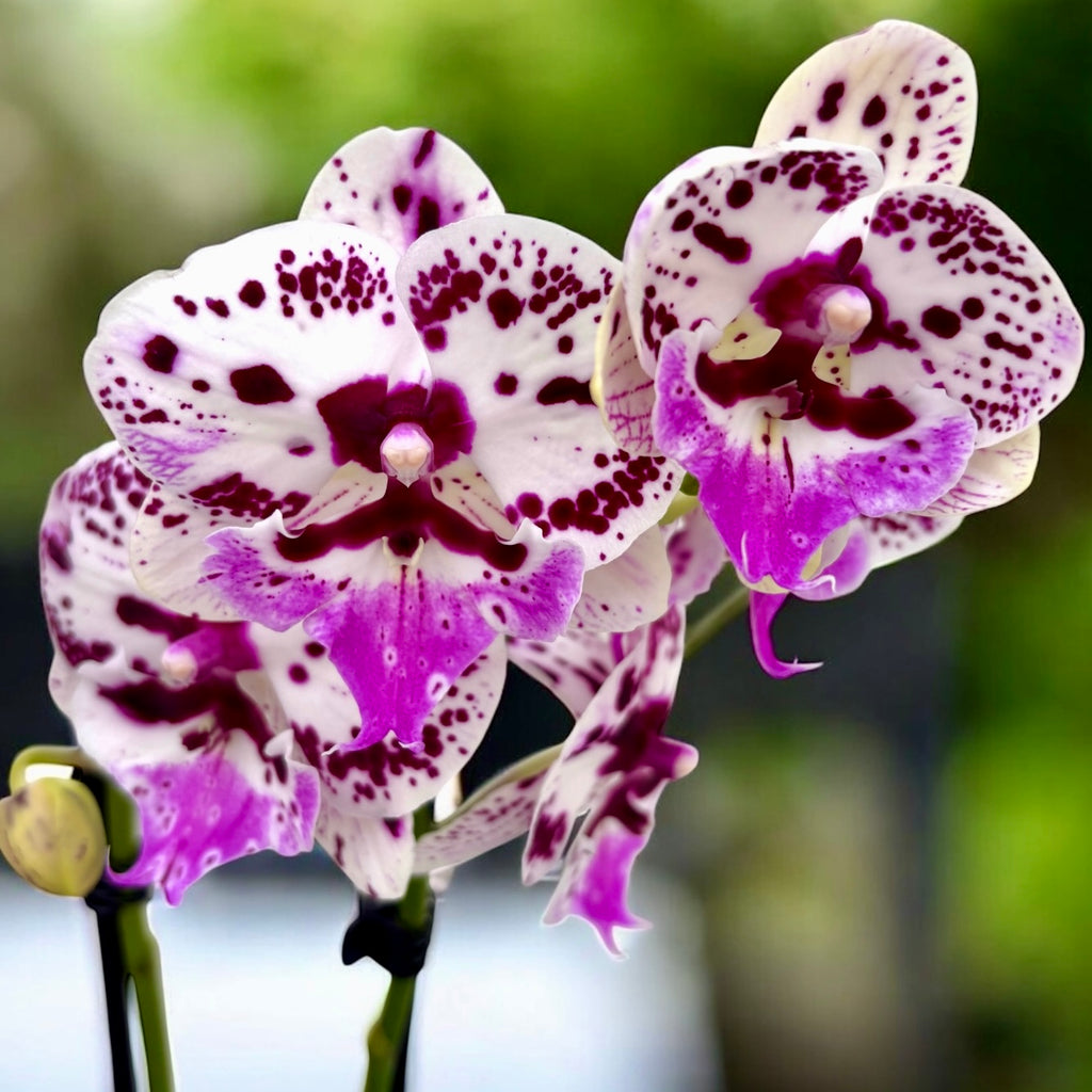Phalaenopsis Élégance Muette *grande lèvre