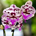 Phalaenopsis Speechless Elegance *μεγάλο χείλος