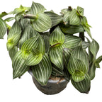 Tradescantia Toundra