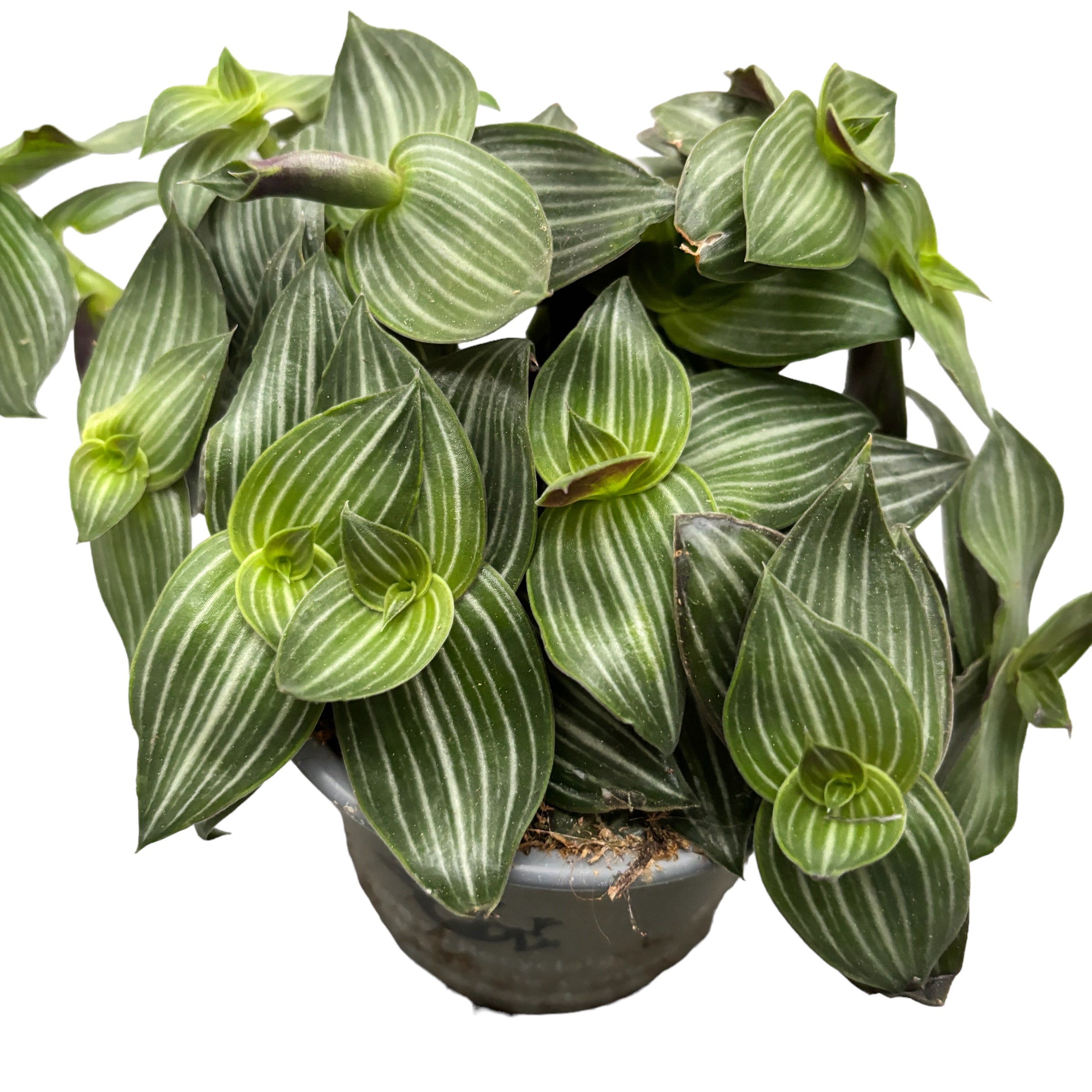 Tradescantia Toundra