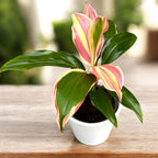 Cordyline fruticosa ‘Marshmallow Queen’. - frunzis tropical variegat