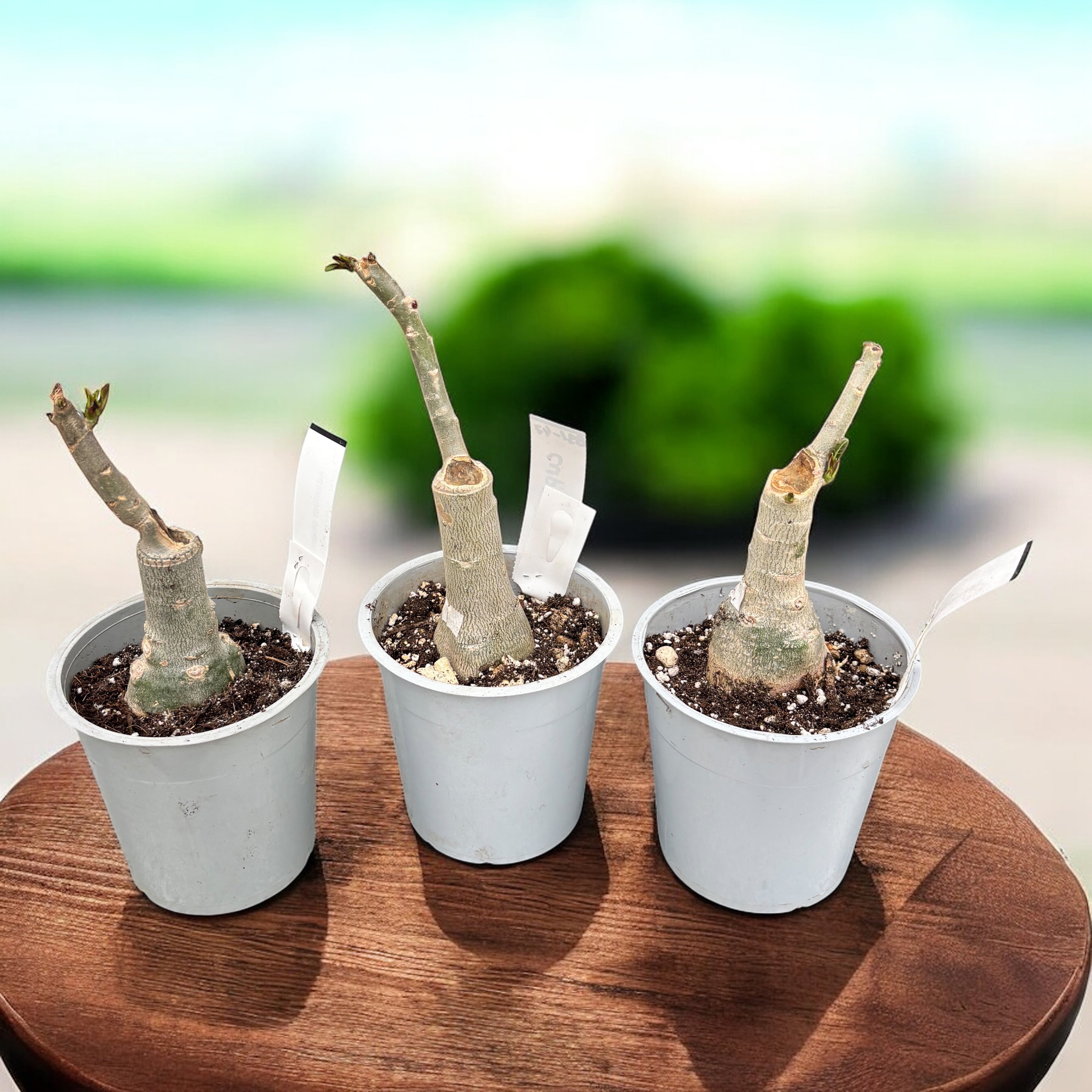 Adenium obesum 'Cupid'