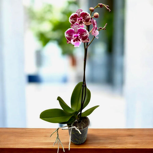 Phalaenopsis Miki Lord big lip