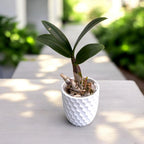 Dendrobium Burana Paragon 'Fiocco di Neve'