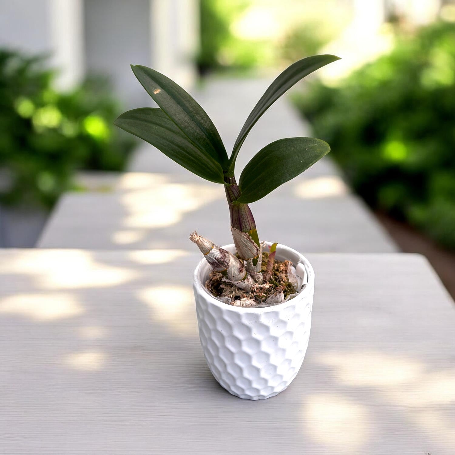 Dendrobium Burana Paragon 'Fiocco di Neve'