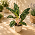 Aglaonema ‚Orange Flame‘ – tropische Explosion warmer und lebendiger Farben