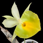 Catasetum pileatum var. aurea