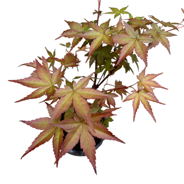 Bonsai Acer Rot/Grün