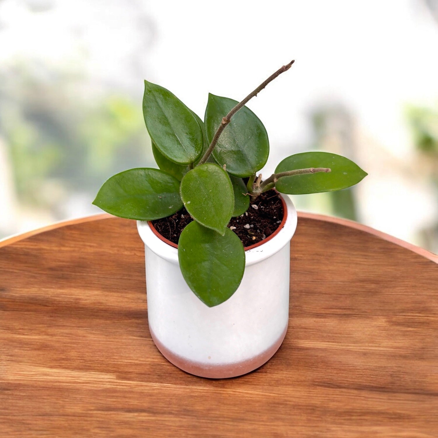 Hoya 'Chouke' - flori parfumate (D6, 2-3 plante/ghiveci)