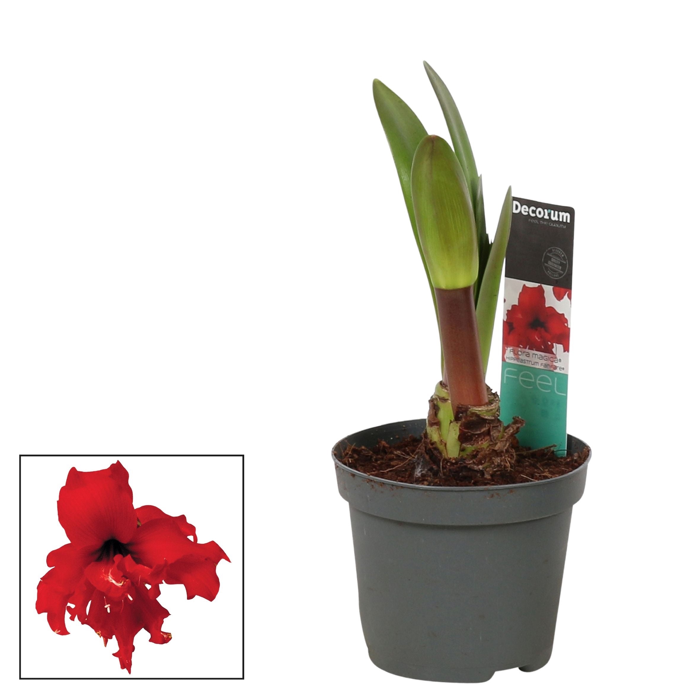 Hippeastrum ‘Fanfare’ – amaryllis spectaculos, cu flori rosii intense si forma dramatica