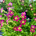 Saxifraga ardensii Red