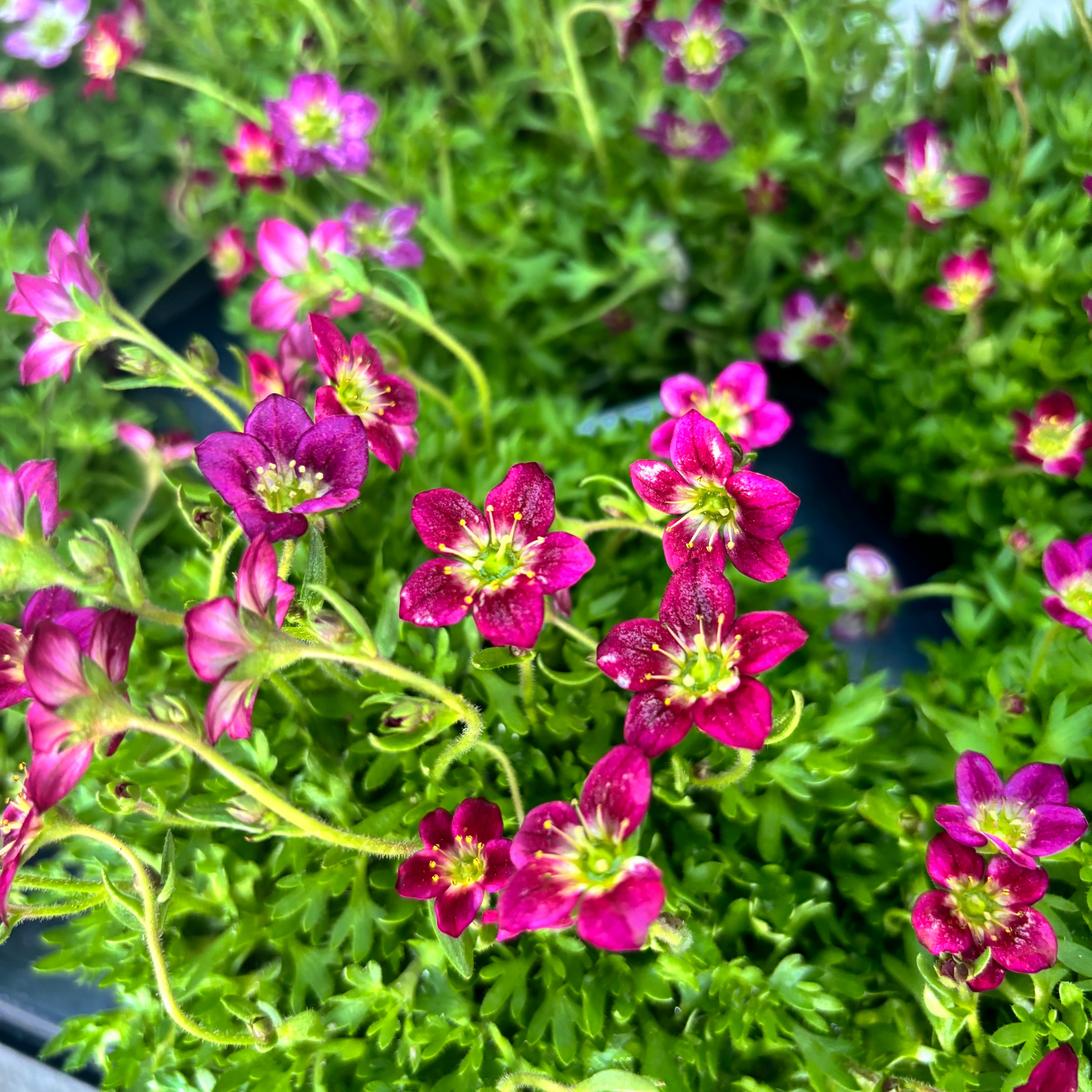 Saxifraga ardensii Red