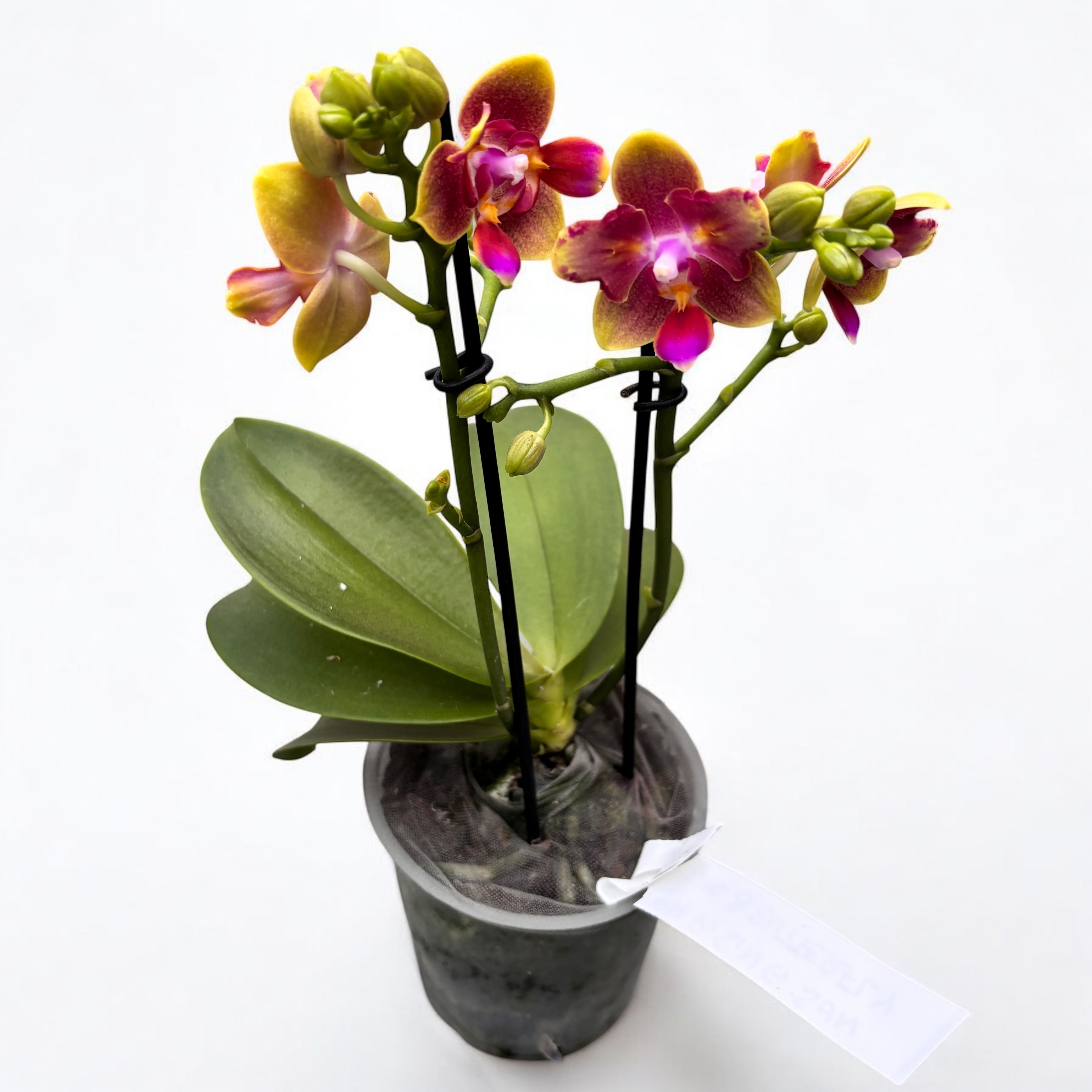 Phalaenopsis Rising Sun - fleurs peloriques parfumées (Butterfly & 3lips)