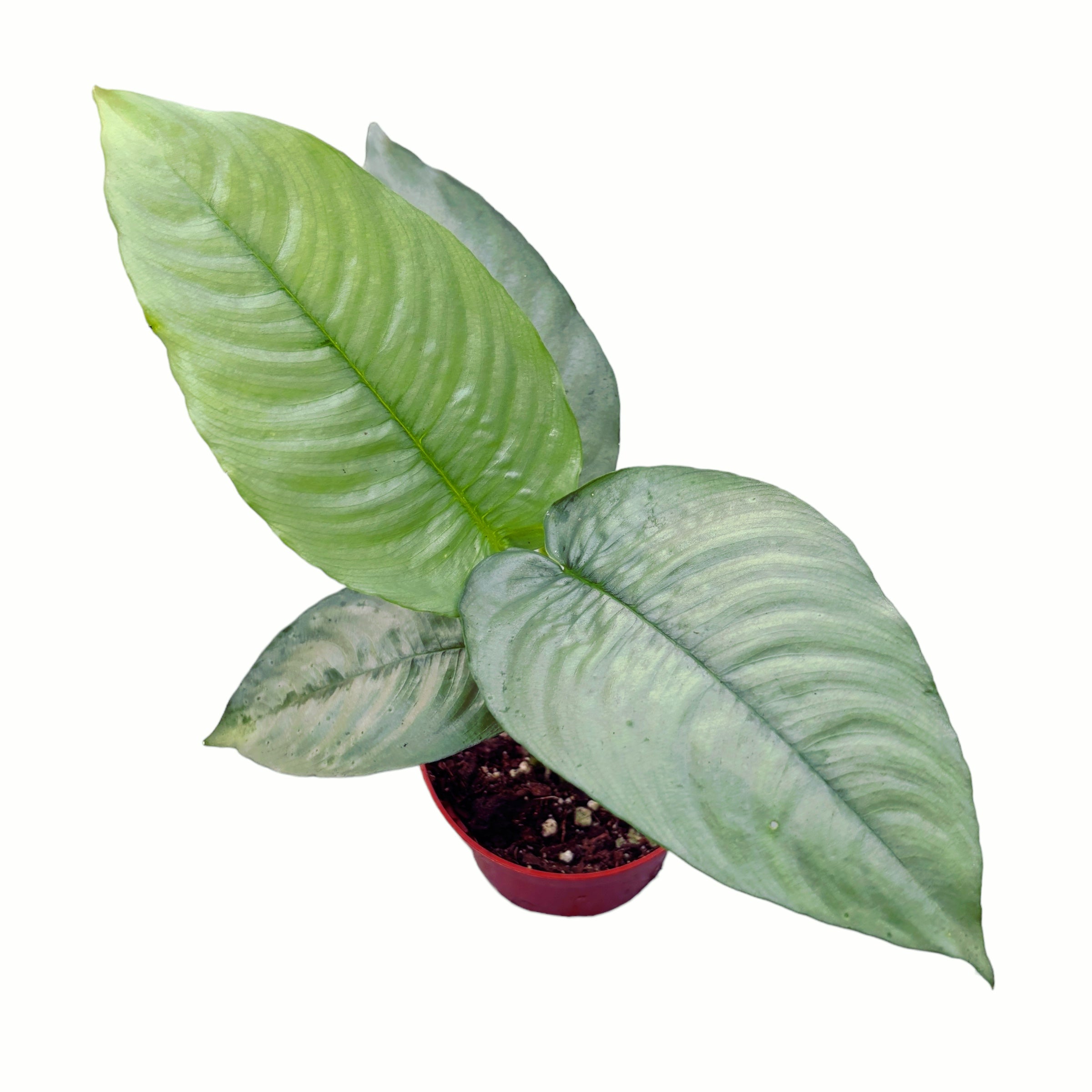 Schismatoglottis hendrikii