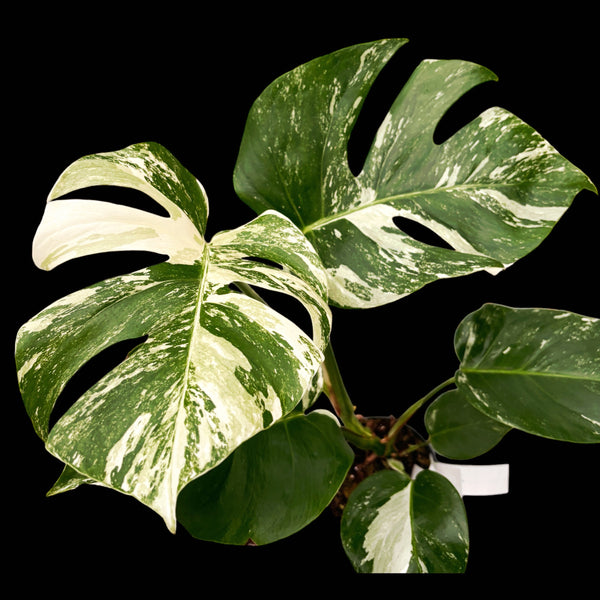 Monstera deliciosa 'Variegata' MDV-06